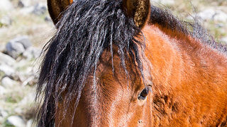 Divlji konji na Velebitu, foto: Leo Banić