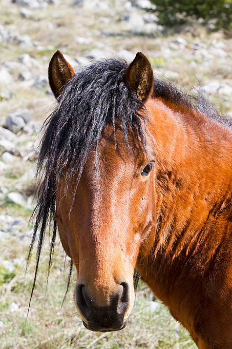 Divlji konji na Velebitu, foto: Leo Banić