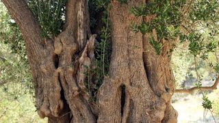 Lun: u posjeti tisućljetnom masliniku, Foto: Luka Stanzl/PIXSELL Lun: u posjeti tisućljetnom masliniku, Foto: Luka Stanzl/PIXSELL