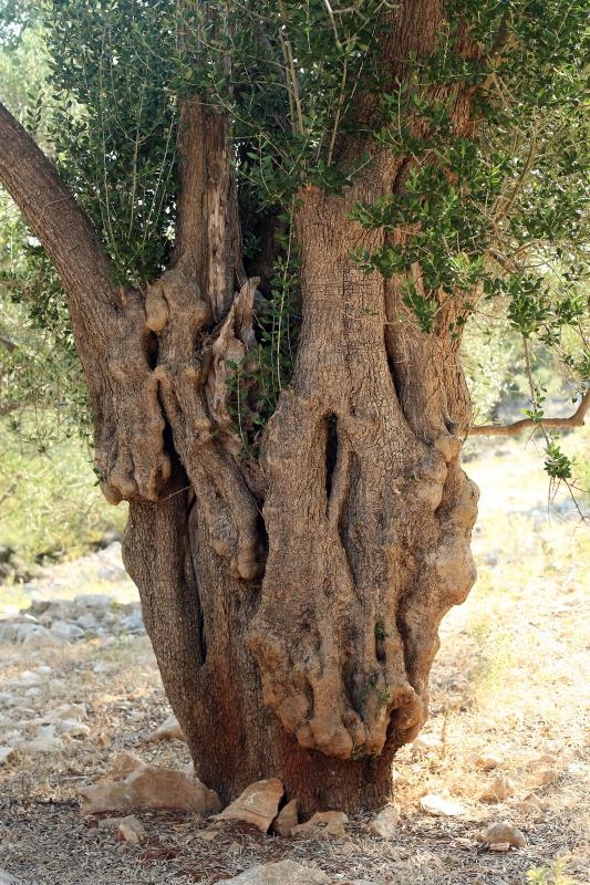 Lun: u posjeti tisućljetnom masliniku, Foto: Luka Stanzl/PIXSELL Lun: u posjeti tisućljetnom masliniku, Foto: Luka Stanzl/PIXSELL