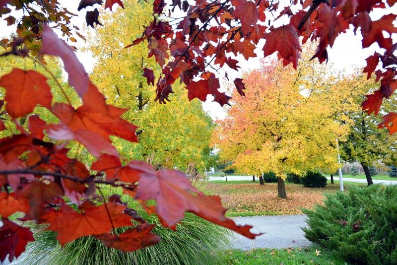 Prekrasne boje bjelovarske jeseni, Photo: Damir Špehar/PIXSELL
