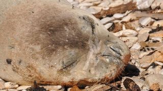 Sredozemna medvjedica na pulskoj plaži, Foto: Duško Marušić/PIXSELL Sredozemna medvjedica na pulskoj plaži, Foto: Duško Marušić/PIXSELL