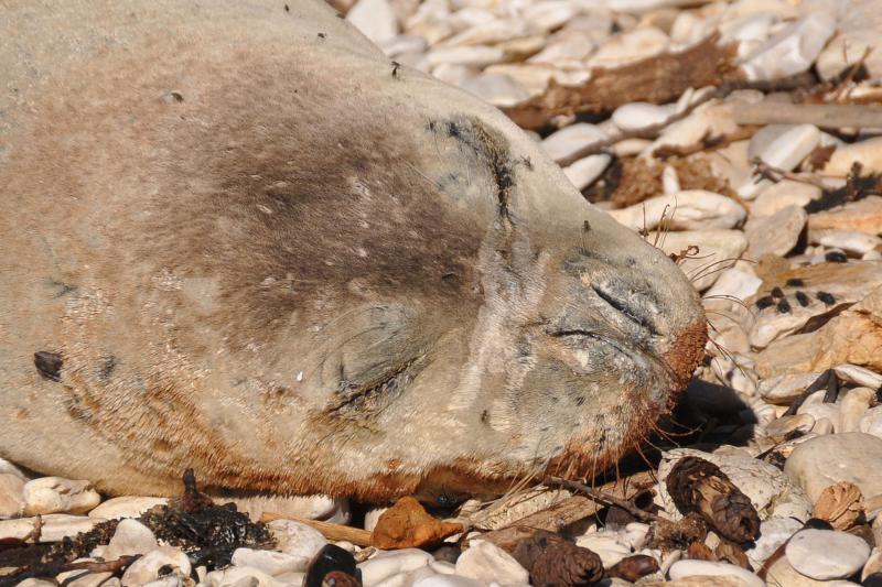 Sredozemna medvjedica na pulskoj plaži, Foto: Duško Marušić/PIXSELL Sredozemna medvjedica na pulskoj plaži, Foto: Duško Marušić/PIXSELL