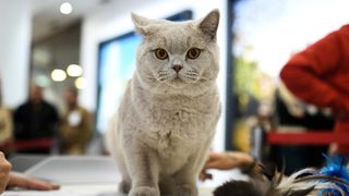 Međunarodna izložba mačaka