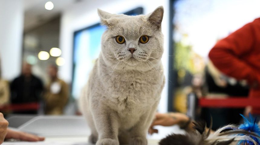 Međunarodna izložba mačaka Međunarodna izložba mačaka