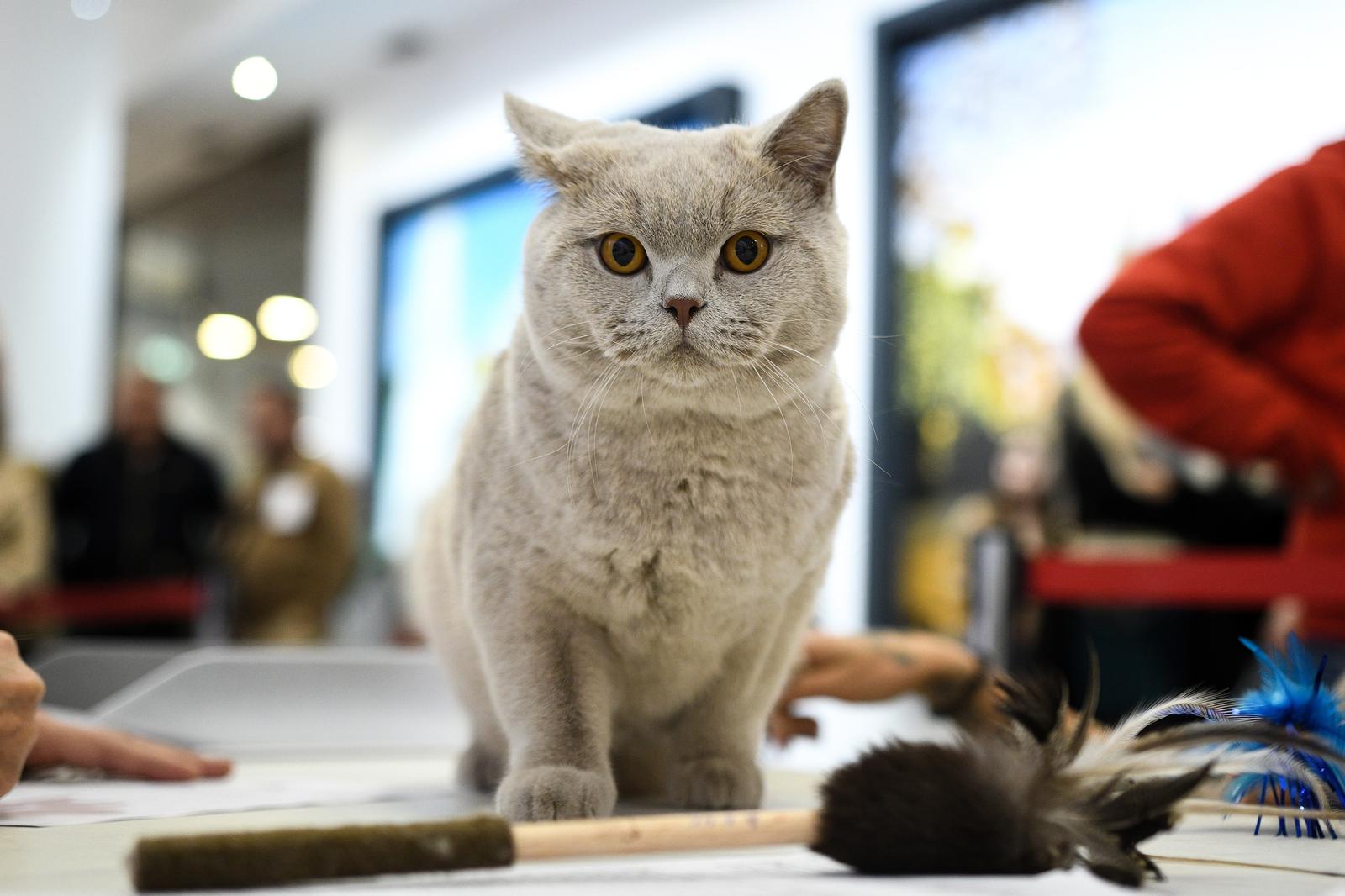 Međunarodna izložba mačaka