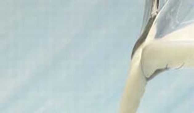 Mlijeko/Foto: www.ecofriend.org