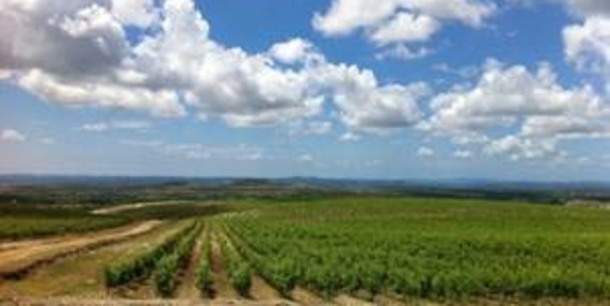 Vinograd Korlat Vinograd Korlat