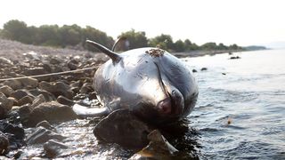 Na plaži u Zablaću pronađen uginuli dupin Na plaži u Zablaću pronađen uginuli dupin