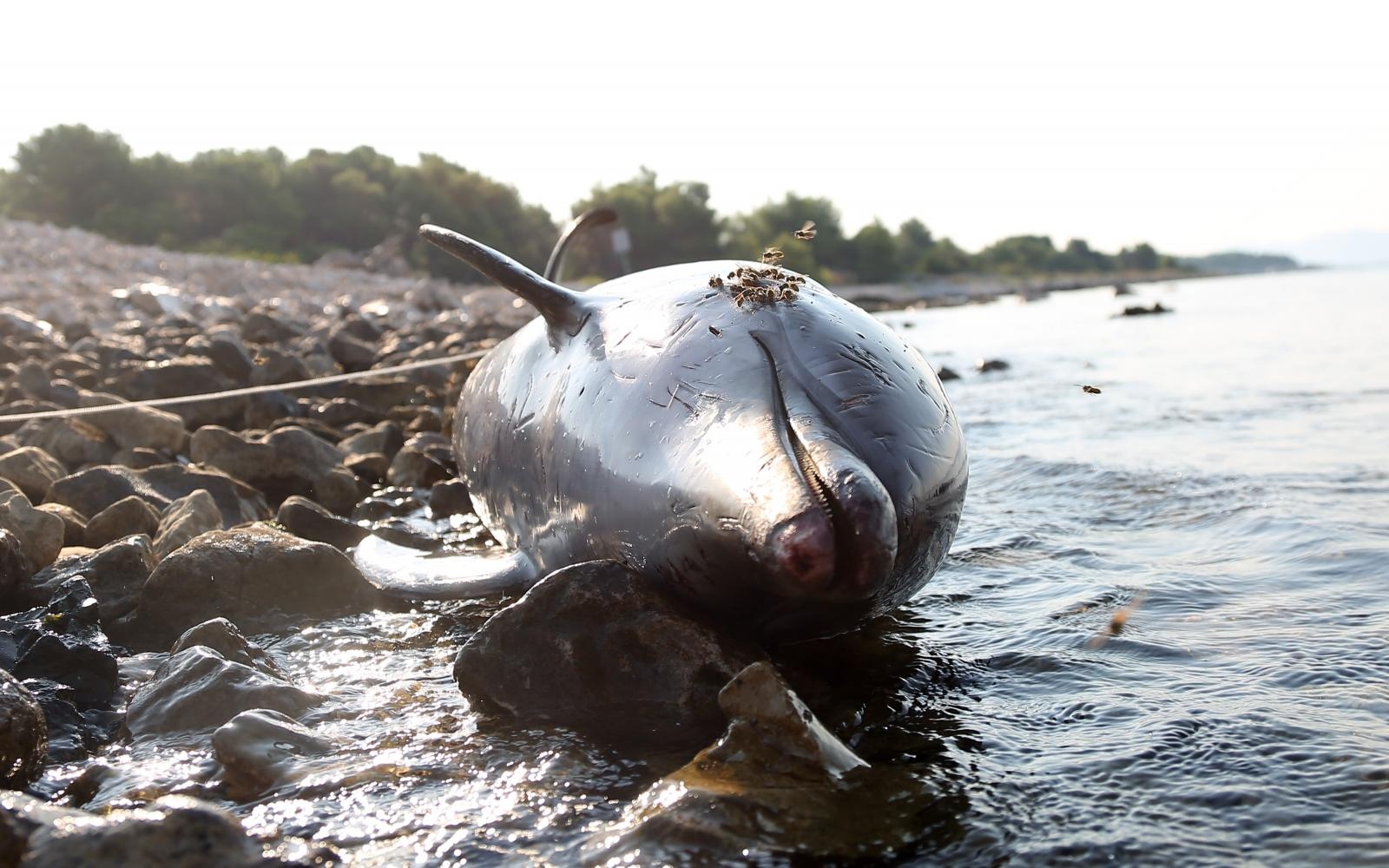Na plaži u Zablaću pronađen uginuli dupin Na plaži u Zablaću pronađen uginuli dupin