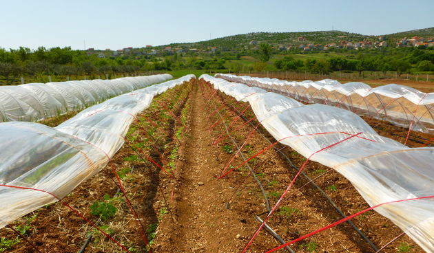 OPG Marica Jakoliš – ekološka proizvodnja voća i povrća