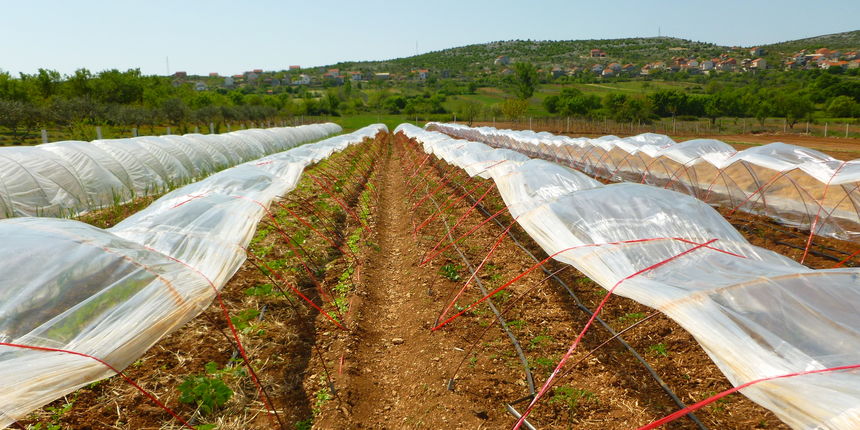 OPG Marica Jakoliš – ekološka proizvodnja voća i povrća OPG Marica Jakoliš – ekološka proizvodnja voća i povrća