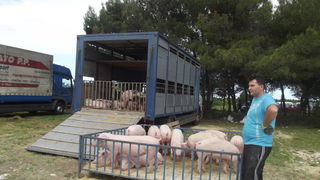 Benkovački sajam, 10. svibnja 2015.