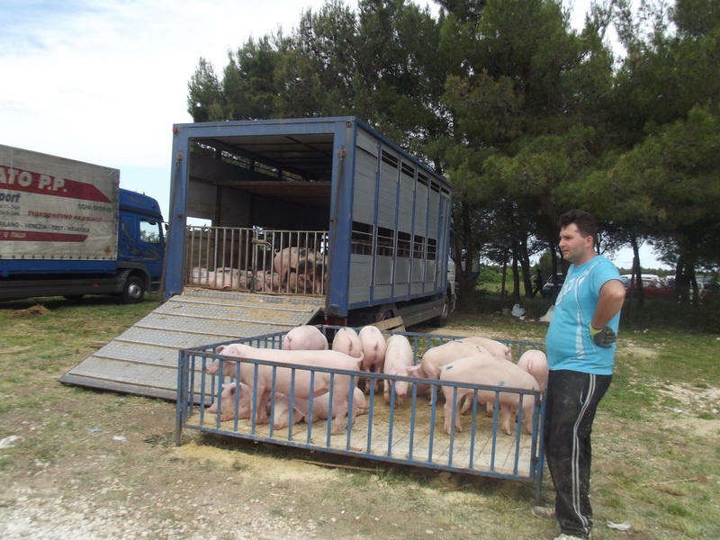 Benkovački sajam, 10. svibnja 2015.