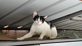 Mačja špica na zadarskoj pijaci