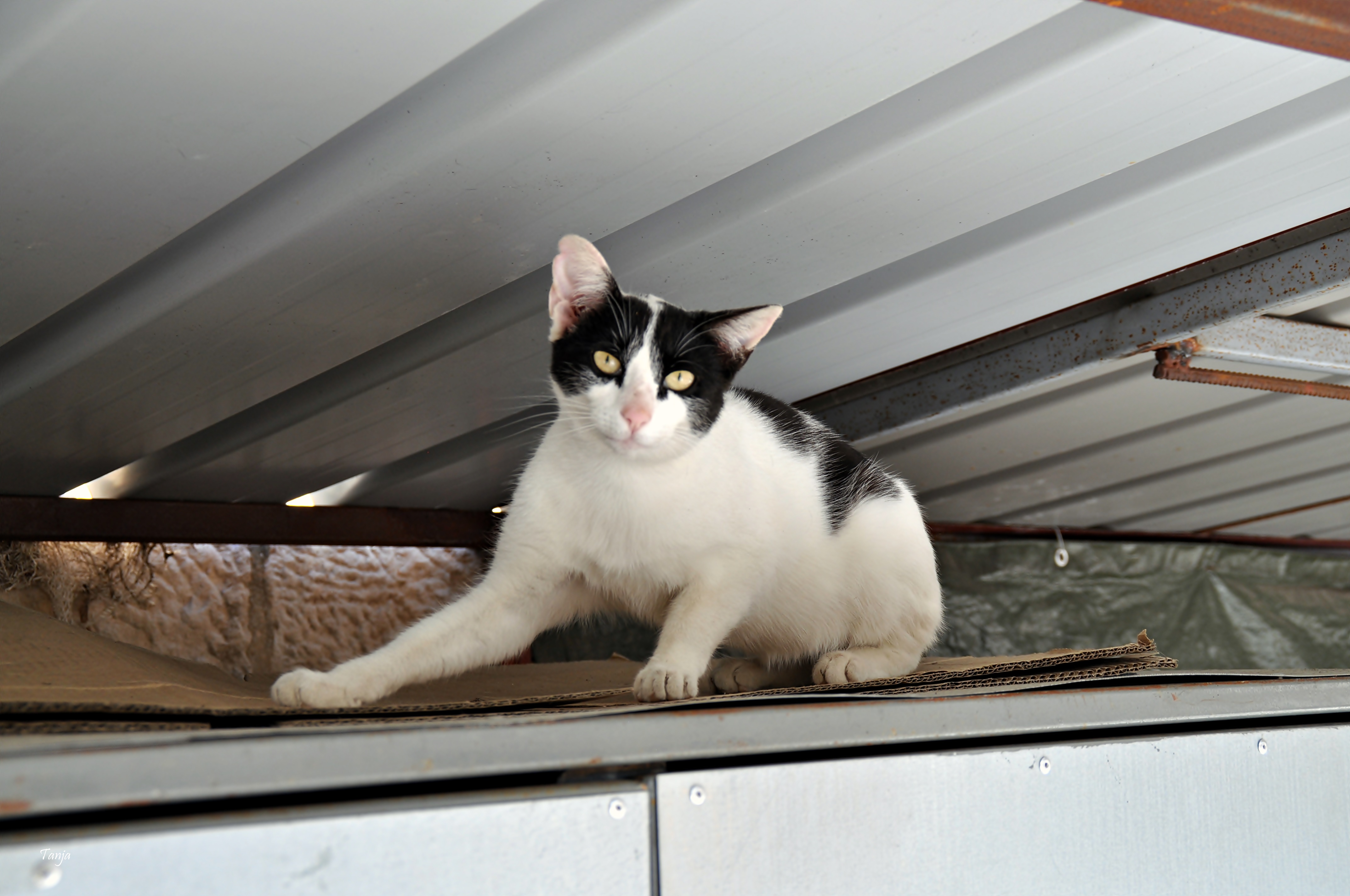 Mačja špica na zadarskoj pijaci