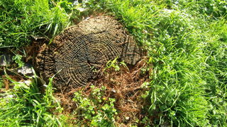 Prijepodne u parku Vruljica