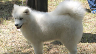 Image 1171101 (auto)