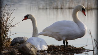Đir uz Vransko jezero, Foto: Iva Perinić Đir uz Vransko jezero, Foto: Iva Perinić