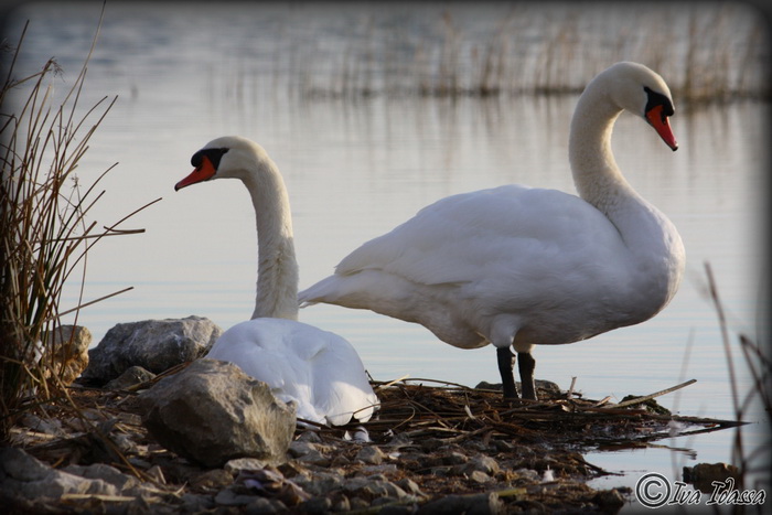 Đir uz Vransko jezero, Foto: Iva Perinić Đir uz Vransko jezero, Foto: Iva Perinić