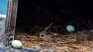 Đir 17. prosinca – uvala Maestral, Foto: Iva Perinčić