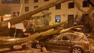 Jak vjetar srušio stablo na parkirane automobile kod OŠ Petar Preradović na Poluotoku