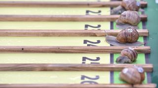 “Puževim korakom” Benkovac: 6. Prvenstvo Hrvatske u utrci puževa “Puževim korakom” Benkovac: 6. Prvenstvo Hrvatske u utrci puževa