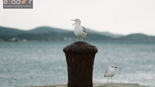 Đir po gradu, ponedjeljak 13. studenog 2017. Galebovi, škura bura