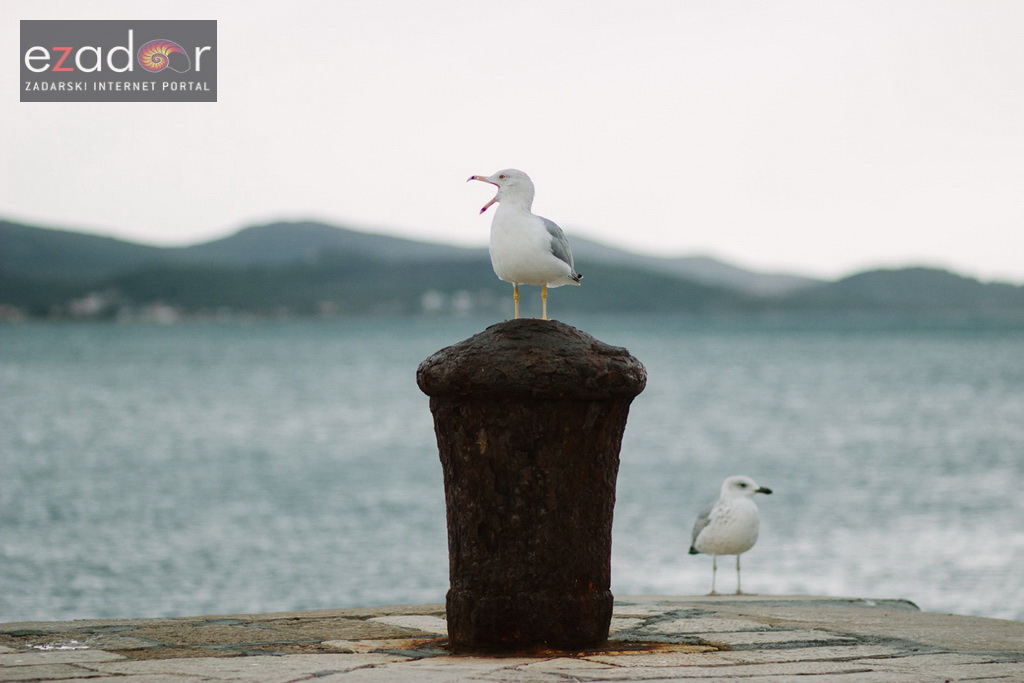 Đir po gradu, ponedjeljak 13. studenog 2017. Galebovi, škura bura