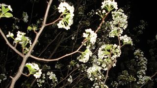 New York International Auto Show 2009. (Foto: Damir Fatovic)