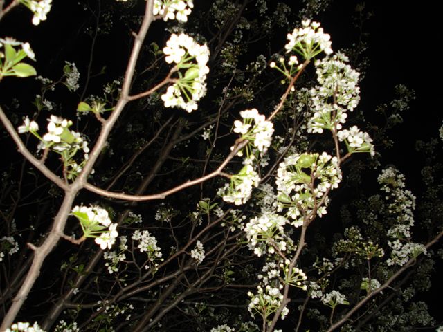 New York International Auto Show 2009. (Foto: Damir Fatovic)