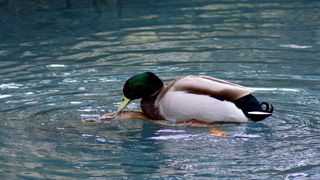 Đir 17. prosinca – uvala Maestral, Foto: Iva Perinčić