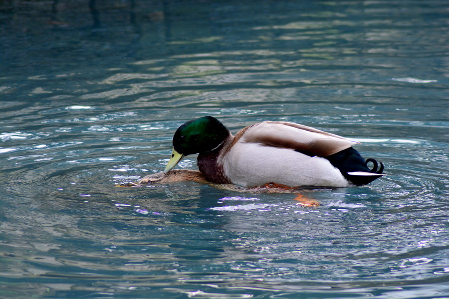 Đir 17. prosinca – uvala Maestral, Foto: Iva Perinčić