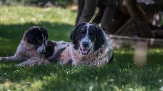 Simpatična galerija koja prikazuje životinjsku farmu na najvišem južnom vrhu Velebita – Crnopcu Simpatična galerija koja prikazuje životinjsku farmu na najvišem južnom vrhu Velebita – Crnopcu