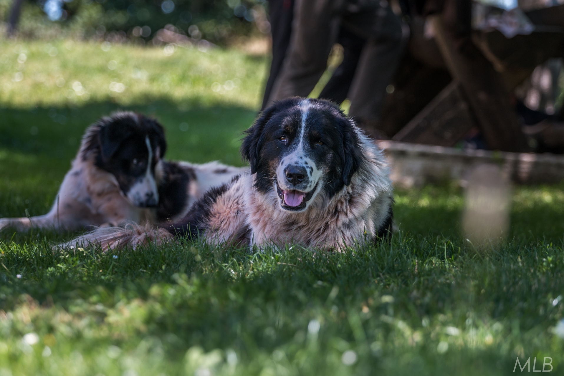 Simpatična galerija koja prikazuje životinjsku farmu na najvišem južnom vrhu Velebita – Crnopcu Simpatična galerija koja prikazuje životinjsku farmu na najvišem južnom vrhu Velebita – Crnopcu