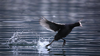 Bled i Bledsko jezero Bled i Bledsko jezero