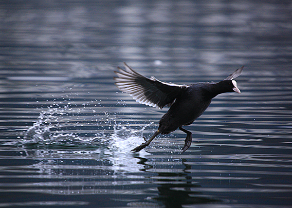 Bled i Bledsko jezero Bled i Bledsko jezero