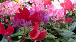 Gradska trznica uoci dana mrtvih, Foto: Mia Knezevic