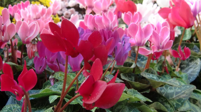 Gradska trznica uoci dana mrtvih, Foto: Mia Knezevic