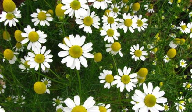 Kamilica, foto: www.hercegovina.info