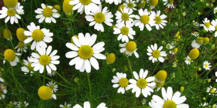 Kamilica, foto: www.hercegovina.info