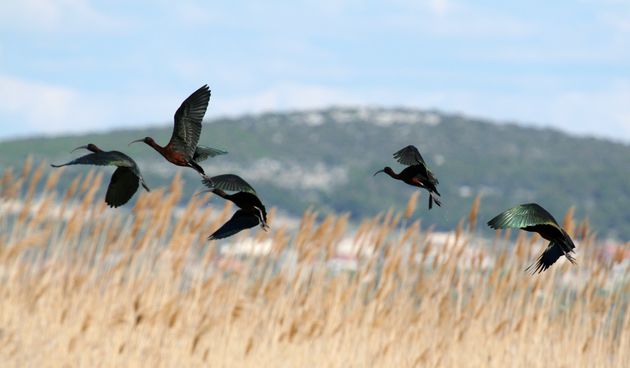 Ptice na Vranskom jezeru