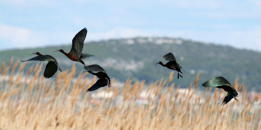 Ptice na Vranskom jezeru Ptice na Vranskom jezeru