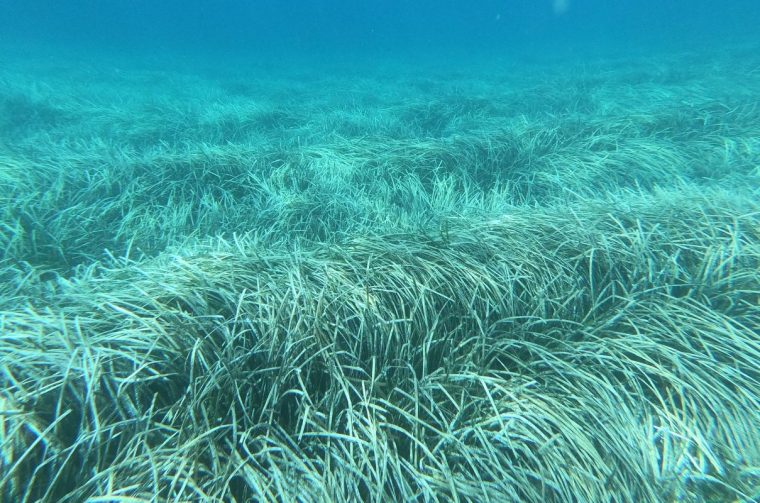 posidonija_liv_sunce