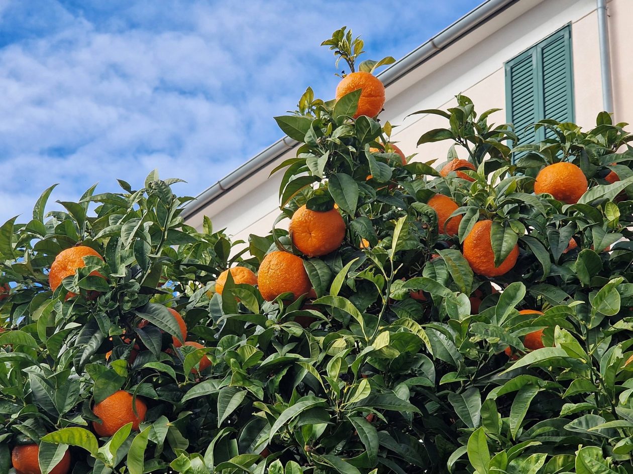poslije kiše dolazi sunce (6)
