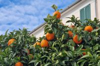 poslije kiše dolazi sunce (6)