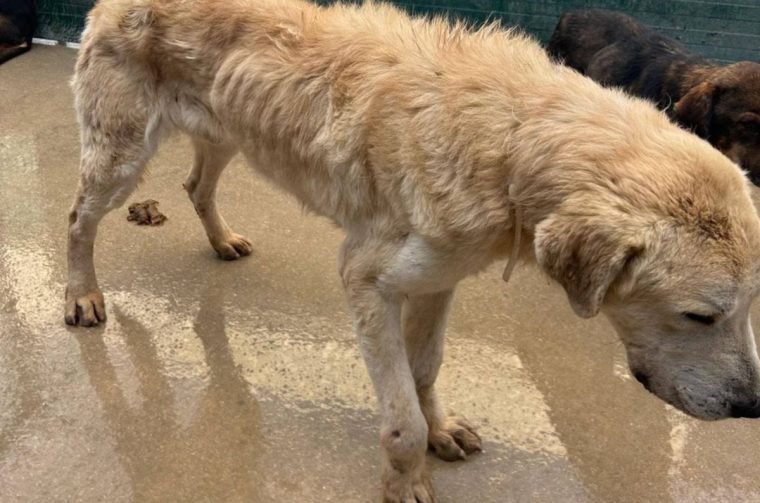 azil sibenik azil sibenik