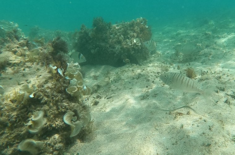 Ča more u more, za objavu ribe